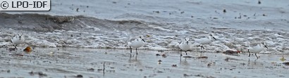Bécasseau sanderling