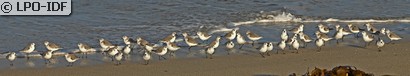 Bécasseau sanderling