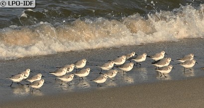 Bécasseau sanderling
