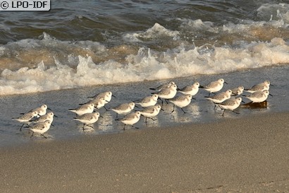 Bécasseau sanderling