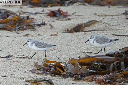 Bécasseau sanderling