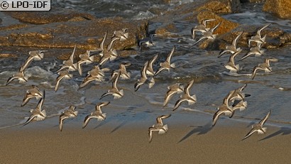 Bécasseau sanderling