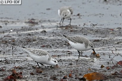 Bécasseau sanderling