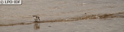 Bécasseau sanderling