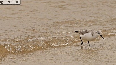 Bécasseau sanderling
