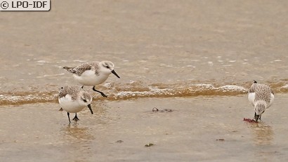 Bécasseau sanderling
