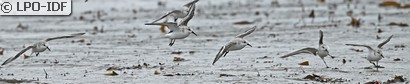 Bécasseau sanderling