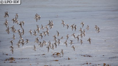 Bécasseau sanderling