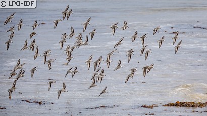 Bécasseau sanderling