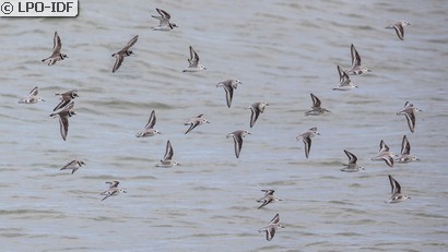 Bécasseau sanderling