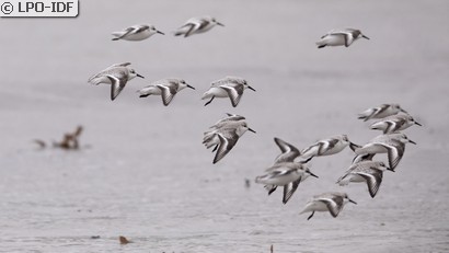 Bécasseau sanderling