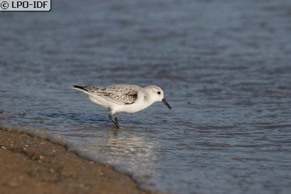 Bécasseau sanderling