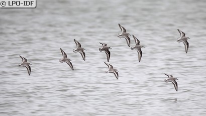 Bécasseau sanderling