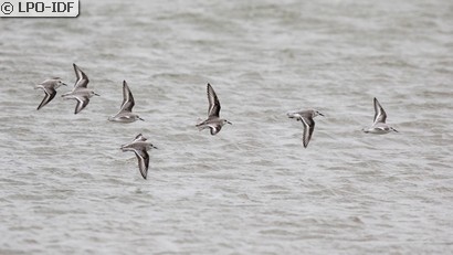 Bécasseau sanderling