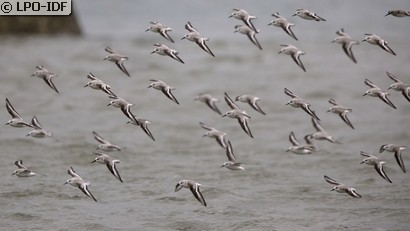 Bécasseau sanderling