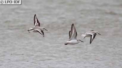 Bécasseau sanderling