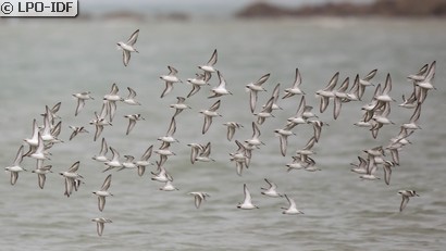 Bécasseau sanderling