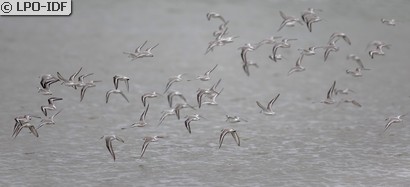 Bécasseau sanderling