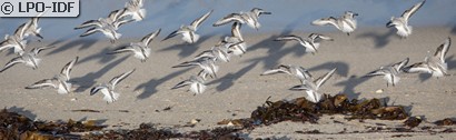 Bécasseau sanderling