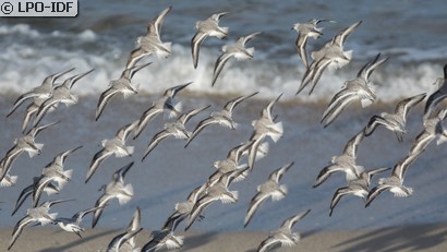 Bécasseau sanderling