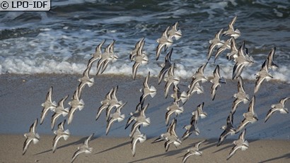 Bécasseau sanderling
