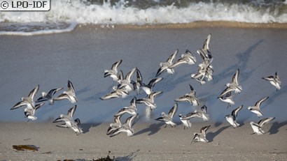 Bécasseau sanderling