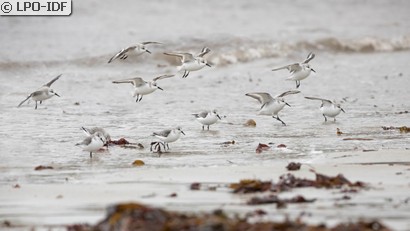 Bécasseau sanderling