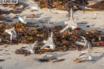 Bécasseau sanderling