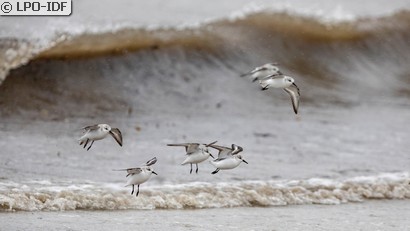 Bécasseau sanderling