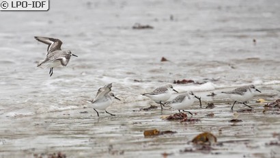 Bécasseau sanderling