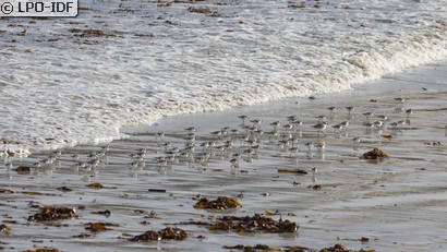 Bécasseau sanderling