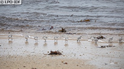 Bécasseau sanderling
