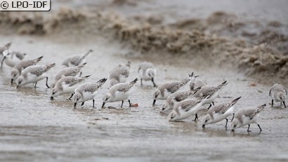 Bécasseau sanderling