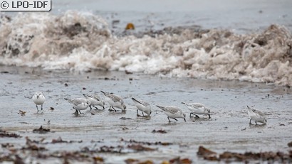 Bécasseau sanderling