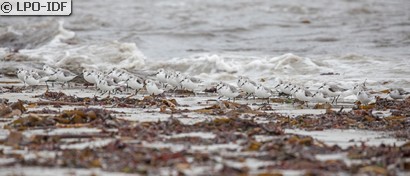 Bécasseau sanderling
