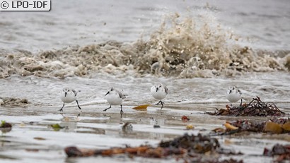 Bécasseau sanderling
