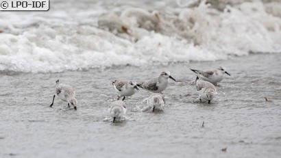 Bécasseau sanderling