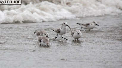 Bécasseau sanderling