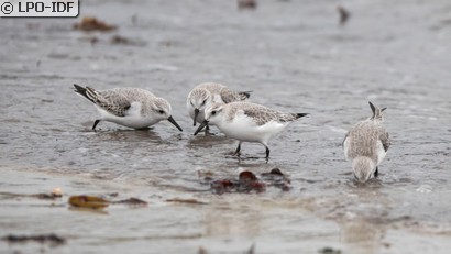 Bécasseau sanderling
