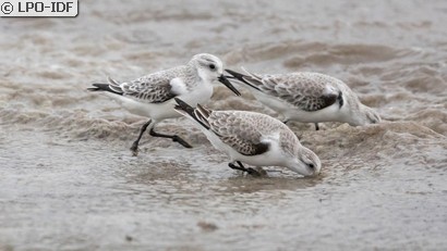 Bécasseau sanderling