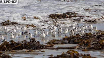 Bécasseau sanderling