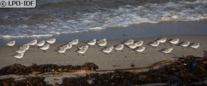 Bécasseau sanderling