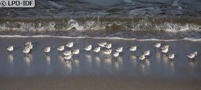 Bécasseau sanderling