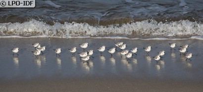 Bécasseau sanderling