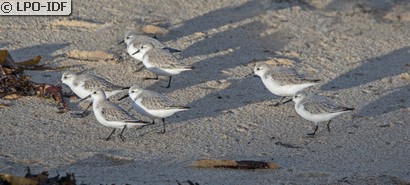 Bécasseau sanderling