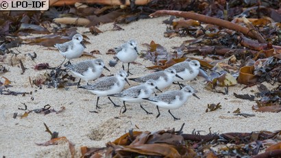 Bécasseau sanderling
