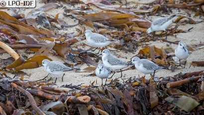 Bécasseau sanderling
