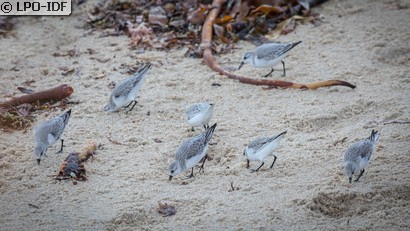 Bécasseau sanderling