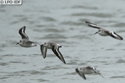 Bécasseau sanderling