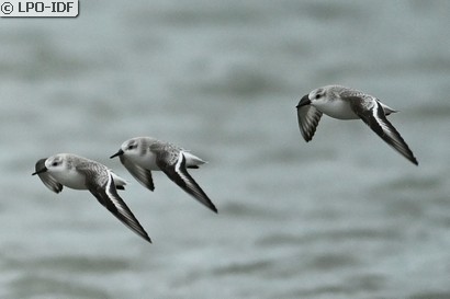 Bécasseau sanderling
